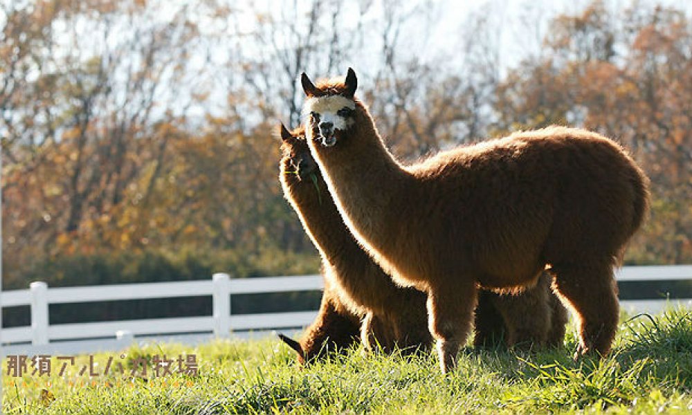 日本東京一日遊 B <span style=font-size:24px;>那須春色之旅!遊玩毛茸茸的羊駝牧場及焗野菜漢堡肉午餐&「栃乙女」限定草莓隨您採吃!</span> 日本東京一日遊 B <span style=font-size:24px;>那須春色之旅!遊玩毛茸茸的羊駝牧場及焗野菜漢堡肉午餐&「栃乙女」限定草莓隨您採吃!</span>