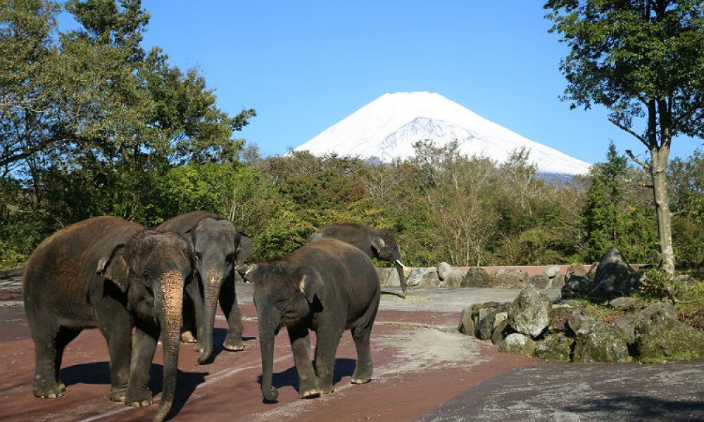 日本東京一日遊 B <span style=font-size:24px;>富士野生動物園&草莓隨您採吃!嚐吃靜岡當地美食「富士宮日式炒麵」♪</span><br />
<br /> 日本東京一日遊 B <span style=font-size:24px;>富士野生動物園&草莓隨您採吃!嚐吃靜岡當地美食「富士宮日式炒麵」♪</span><br />
<br />