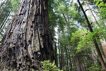 寶島臺灣 經典環島遊 純玩9日7晚
